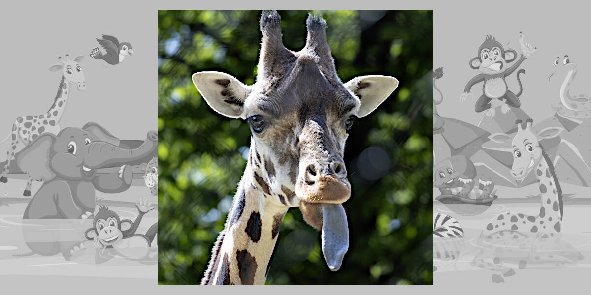 funny-giraffe-sticks-tongue-out